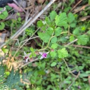 Rubus parvifolius at Forbes Creek, NSW - 28 Dec 2024