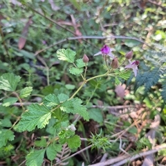 Rubus parvifolius at Forbes Creek, NSW - 28 Dec 2024