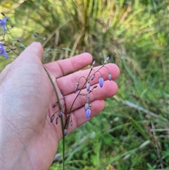 Dianella tasmanica (Tasman Flax Lily) at Forbes Creek, NSW - 28 Dec 2024 by clarehoneydove