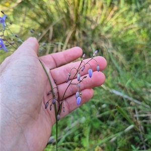 Dianella tasmanica (Tasman Flax Lily) at Forbes Creek, NSW by clarehoneydove