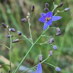 Dianella tasmanica at Forbes Creek, NSW - 28 Dec 2024