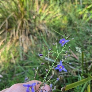 Dianella tasmanica at Forbes Creek, NSW - 28 Dec 2024 06:28 PM