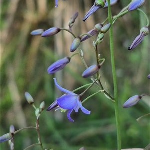 Dianella tasmanica at Forbes Creek, NSW - 28 Dec 2024 06:28 PM