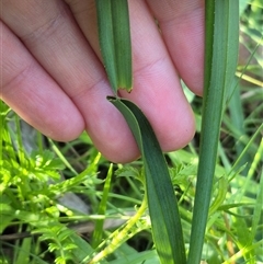 Dianella tasmanica at Forbes Creek, NSW - 28 Dec 2024