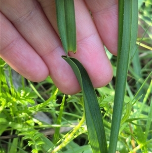 Dianella tasmanica at Forbes Creek, NSW - 28 Dec 2024