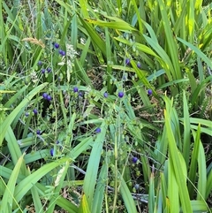 Dianella tasmanica (Tasman Flax Lily) at Forbes Creek, NSW - 28 Dec 2024 by clarehoneydove