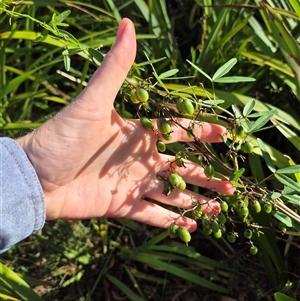 Dianella tasmanica at Forbes Creek, NSW - 28 Dec 2024 06:06 PM