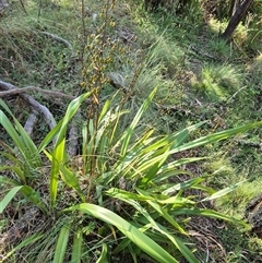 Dianella tasmanica at Forbes Creek, NSW - 28 Dec 2024 06:06 PM