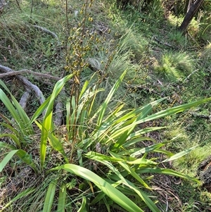 Dianella tasmanica at Forbes Creek, NSW - 28 Dec 2024 06:06 PM