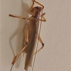 Gryllacrididae (family) (Wood, Raspy or Leaf Rolling Cricket) at Tahmoor, NSW - 29 Dec 2024 by Teep