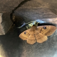 Dasypodia selenophora (Southern old lady moth) at Fisher, ACT - 29 Dec 2024 by Vera