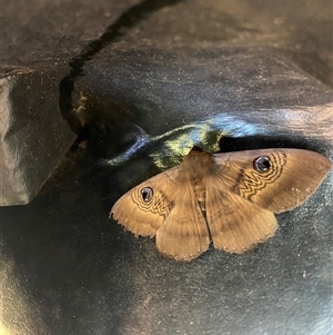 Dasypodia selenophora (Southern old lady moth) at Fisher, ACT by Vera