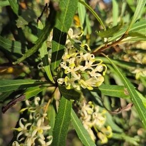 Lomatia myricoides at Forbes Creek, NSW - 28 Dec 2024