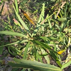 Lomatia myricoides at Forbes Creek, NSW - 28 Dec 2024