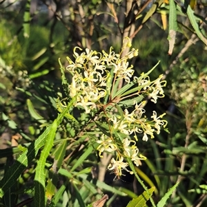 Lomatia myricoides at Forbes Creek, NSW - 28 Dec 2024