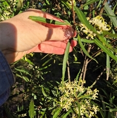 Lomatia myricoides at Forbes Creek, NSW - 28 Dec 2024 07:14 PM