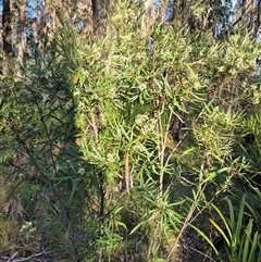 Lomatia myricoides at Forbes Creek, NSW - 28 Dec 2024