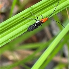 Unidentified Insect at Dunbogan, NSW - 28 Dec 2024 by Nette