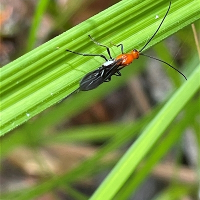 Callibracon sp. (genus) at Dunbogan, NSW - 29 Dec 2024 by Nette