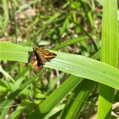 Unidentified Butterfly (Lepidoptera, Rhopalocera) at Dunbogan, NSW - 28 Dec 2024 by Nette