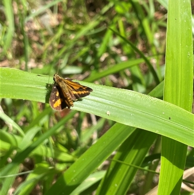 Unidentified Butterfly (Lepidoptera, Rhopalocera) at Dunbogan, NSW - 29 Dec 2024 by Nette