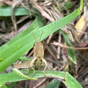 Unidentified Grasshopper, Cricket or Katydid (Orthoptera) at Dunbogan, NSW by Nette