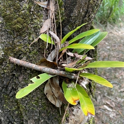 Asplenium australasicum (Bird's Nest Fern, Crow's Nest Fern) at Dunbogan, NSW - 29 Dec 2024 by Nette