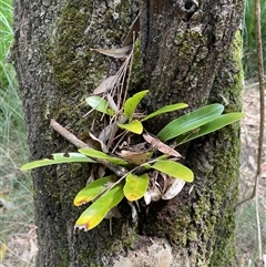 Asplenium australasicum at Dunbogan, NSW - suppressed