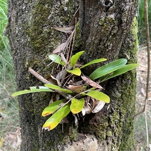Asplenium australasicum at Dunbogan, NSW - suppressed