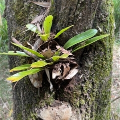 Asplenium australasicum at Dunbogan, NSW - suppressed