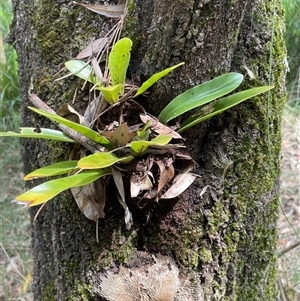 Asplenium australasicum at Dunbogan, NSW - suppressed