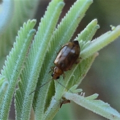 Galerucini sp. (tribe) (A galerucine leaf beetle) at Forbes Creek, NSW - 28 Dec 2024 by clarehoneydove