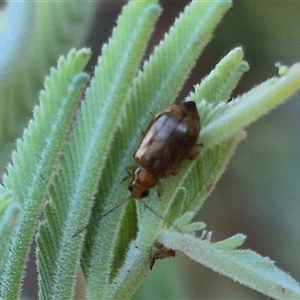 Galerucini sp. (tribe) (A galerucine leaf beetle) at Forbes Creek, NSW by clarehoneydove