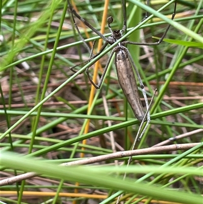 Asianopis sp. (genus) (Net-casting spider) at Dunbogan, NSW - 29 Dec 2024 by Nette