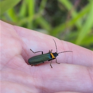 Chauliognathus lugubris (Plague Soldier Beetle) at Forbes Creek, NSW by clarehoneydove