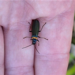 Chauliognathus lugubris at Forbes Creek, NSW - 28 Dec 2024