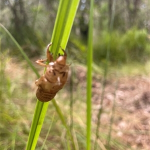 Aleeta curvicosta at Dunbogan, NSW - 29 Dec 2024