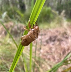 Aleeta curvicosta at Dunbogan, NSW - 29 Dec 2024