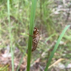 Aleeta curvicosta at Dunbogan, NSW - 29 Dec 2024