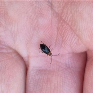 Adoxia benallae (Leaf beetle) at Forbes Creek, NSW by clarehoneydove