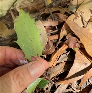 Unidentified Plant at Dunbogan, NSW by Nette