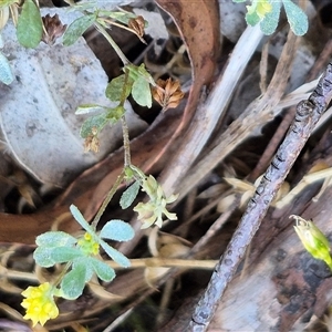 Trifolium dubium (Yellow Suckling Clover) at Forbes Creek, NSW by clarehoneydove