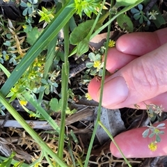 Trifolium dubium at Forbes Creek, NSW - 28 Dec 2024 06:40 PM
