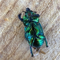 Lamprima aurata (Golden stag beetle) at Hackett, ACT - 29 Dec 2024 by waltraud