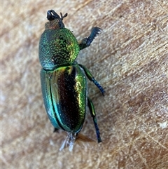 Lamprima aurata at Hackett, ACT - 29 Dec 2024