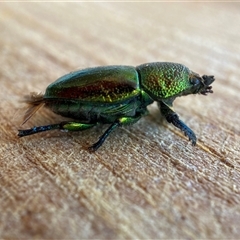 Lamprima aurata at Hackett, ACT - 29 Dec 2024