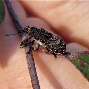 Isacantha dermestiventris (Belid weevil) at Forbes Creek, NSW by clarehoneydove