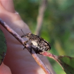Isacantha dermestiventris at suppressed - 28 Dec 2024 06:37 PM