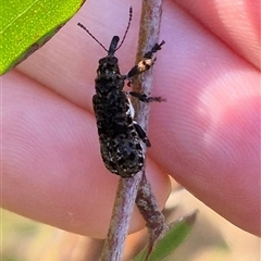 Isacantha dermestiventris at suppressed - 28 Dec 2024 06:37 PM
