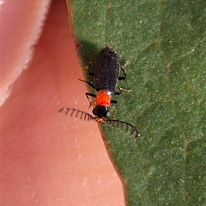 Malachiinae (subfamily) (Soft-winged flower beetle) at Forbes Creek, NSW by clarehoneydove